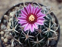 Echinofossulocactus crispatus v. gladiatus -005 Echinofossulocactus crispatus v. gladiatus FA †