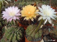 - Echinopsis mix ©JLcoll Echinopsis mix old seeds 0.1€ 200 seeds