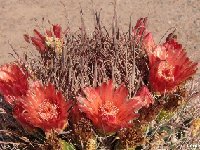 Ferocactus wislizenii ajoensis RickFencl Ajo-Tucson (91) Ferocactus wislizenii subsp. ajoensis Ajo Mts-Tucson, USA RF