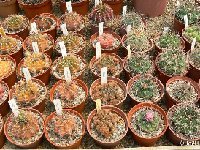 - Gymnocalycium mix collection part JL Gymnocalycium mix old seeds 0.1€ 1000 seeds!
