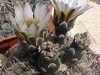 Gymnocalycium bodenbenderianum JL  Gymnocalycium bodenbenderianum kozelskyanum RFPA298.01 Los Baldecitos, La Rioja, ARG