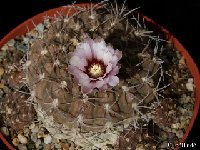 Gymnocalycium bodenbenderianum kozelskyanum P1040374 Gymnocalycium bodenbenderianum kozelskyanum P76A Los Colorados 1100m, LR, ARG