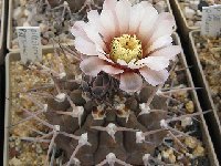 Gymnocalycium bodenbenderianum piltziorum ©M.Wolf Gymnocalycium bodenbenderianum ssp piltziorum HU1624 Aimogasta, LR, ARG