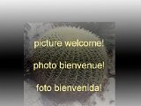 no picture  Gymnocalycium fischeri RFPA 456.01, 465.03 San Luis, ARG FA †