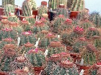 - Melocactus mix ©JLcoll  Melocactus mix old seeds 0.1€ 500 seeds!