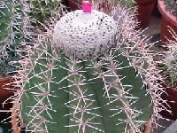 Melocactus albicephalus (1) Melocactus albicephalus (Brazil) JB