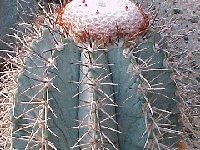 Melocactus azureus ©JLcoll.3143  Melocactus azureus HU256 Juassara, Bahia Brazil JB †