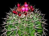 Melocactus bahiensis JB  Melocactus bahiensis JB