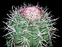 Melocactus bahiensis ssp acispinosus HU258a Jacobina, Bahia, Brazil ©Jean Bénézet Melocactus bahiensis ssp acispinosus HU258a Jacobina, Bahia, Brazil exJB