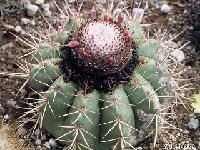 Melocactus bahiensis ssp. amethystinus Bahia, Brazil ©JL Melocactus bahiensis ssp. amethystinus HU572 Ituaçu, Bahia, Brazil