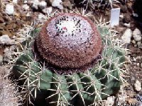 Melocactus brederooianus OFcoll. ©JL Melocactus brederooianus JB