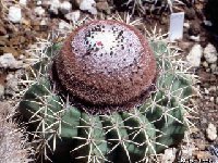 Melocactus brederooianus OFcoll. ©JL  Melocactus brederooianus JB