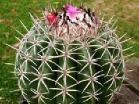 Melocactus chotensis KK1087 ©JB Melocactus chotensis n.n. JB ex Knize 1087 Chota, Lojas, Peru