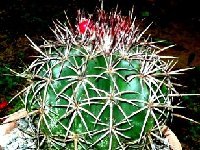 Melocactus curvispinus Papantla-Mexico JB   Melocactus curvispinus Papantla, Veracruz, Mexico JB