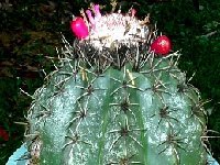 Melocactus curvispinus caesius  VENEZUELA JB  Melocactus curvispinus ssp. caesius Venezuela JB