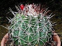 Melocactus curvispinus oaxacensis Lode  RS 911 ex GD( (2)  Melocactus curvispinus v. oaxacensis RS911 Salina Cruz, Oaxaca, Mexico JB †