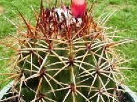 Melocactus curvispinus sp Duret ©JB coll Melocactus curvispinus sp Duret ex GD326-09