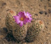 Neobesseya minima JL-010 Neobessya mix old seeds 0.1€ 200 seeds
