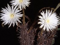 Setiechinopsis mirabilis ©JLcoll.464  Setiechinopsis mirabilis (Argentina) FA