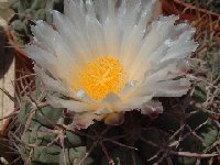 Thelocactus hexaedrophorus Dscf0757 Thelocactus hexaedrophorus FA ex JL