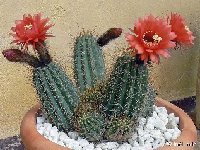 Trichocereus candicans ssp. pseudocandicans ©JLcoll. Trichocereus candicans ssp. pseudocandicans PR