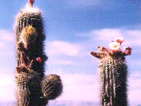 Trichocereus tarijensis (Bolivia) Peytavin Trichocereus tarijensis (= Helianthocereus poco) Cactus Bolivia J.Ramirez