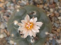 Turbinicarpus jauernigii ©JLcoll.4394  Turbinicarpus jauernigii FA ex CR2294 †