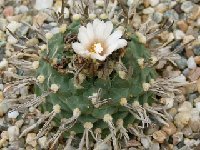 Turbinicarpus schmiedickeanus ssp. schwarzii ©JLcoll.4423 Turbinicarpus schmiedickeanus ssp. schwarzii FA