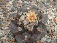 Turbinicarpus swobodae ©JLcoll.4428 Turbinicarpus swobodae FA + JL4428 †