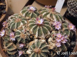 Aztekium