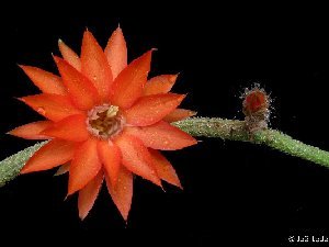 Chamaecereus