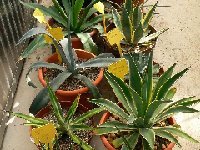 Agave coll. ©JL P1270951 Agave mix