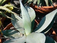 Agave guiengola ©JL P1020344 Agave guiengola MCA †