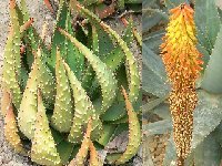 Aloe aculeata ©JLcoll.228 Aloe aculeata JLcoll.228 †