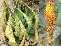 Aloe aculeata ©JLcoll.228  Aloe aculeata JLcoll.228 †