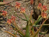 Aloe camperi (Benalmadena) P1120473  Aloe camperi (red-orange fl.)