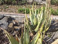 Aloe glauca 20220417 183325  Aloe glauca MCA