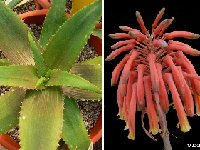 Aloe ikiorum sp 'nakuru' sin manchas (infl.) P1020305b  Aloe ikiorum NW Kenya JL (recent & rare)