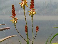 Aloe lutescens ©JLcoll.316  Aloe lutescens JL †