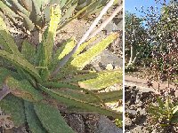 Aloe mcloughlinii aff. MCA 20220417 183135  Aloe mcloughlinii Ethiopia ex Parque de las Palomas, Benalmadena, Spain MCA