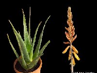 Aloe sp aff. vera orange fl. infl.MCA135642  Aloe sp aff. vera orange fl MCA