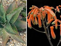 Aloe striata hybr ©JLcoll.4872  Aloe striata hybr. JLcoll.4872