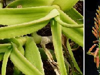 Aloe yemenica Saafan, Yemen infl. JL P1110048b  Aloe yemenica (Saafan, Yemen) RARELY PROPOSED