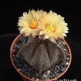 Astrophytum coahuilense Dscf1834.jpg