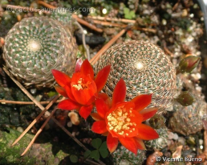 Aylostera heliosa ssp condorensis L401 Vicente Bueno