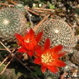 Aylostera heliosa ssp condorensis L401