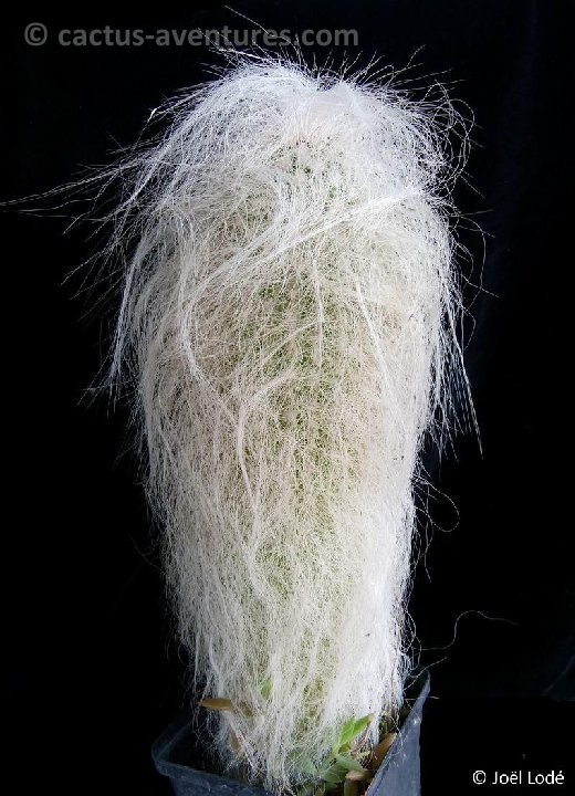 Cephalocereus senilis P1120425