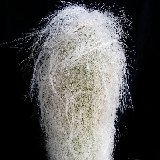 Cephalocereus senilis P1120425.jpg