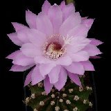 Echinopsis eyriesii (S. Brasil, Uruguay, Argentina)