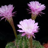 Echinopsis oxygona (Argentina)